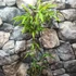 Kép 3/5 - Phyllostachys bissetii – sövénybambusz