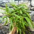 Kép 4/5 - Phyllostachys bissetii – sövénybambusz