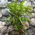 Kép 2/5 - Phyllostachys bissetii – sövénybambusz
