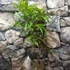 Kép 5/5 - Phyllostachys bissetii – sövénybambusz