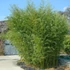 Kép 1/5 - Phyllostachys bissetii – sövénybambusz