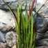 Kép 2/5 - Imperata cylindrica 'Red Baron' - Vörös Alangfű vagy Japán vérfű