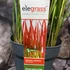 Kép 5/5 - Imperata cylindrica 'Red Baron' - Vörös Alangfű vagy Japán vérfű