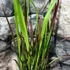 Kép 3/5 - Imperata cylindrica 'Red Baron' - Vörös Alangfű vagy Japán vérfű