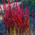 Kép 1/5 - Imperata cylindrica 'Red Baron' - Vörös Alangfű vagy Japán vérfű