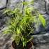 Kép 6/8 - Bambusa ventricosa - Buddha hasa bambusz