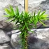 Kép 5/6 - Araucaria araucana - Chilei fenyő