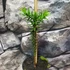 Kép 6/6 - Araucaria araucana - Chilei fenyő