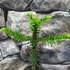 Kép 3/6 - Araucaria araucana - Chilei fenyő
