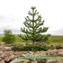 Kép 1/6 - Araucaria araucana - Chilei fenyő