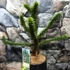Kép 2/10 - Araucaria araucana - Chilei araukária