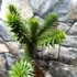 Kép 3/10 - Araucaria araucana - Chilei araukária