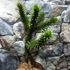 Kép 4/10 - Araucaria araucana - Chilei araukária