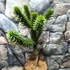 Kép 5/10 - Araucaria araucana - Chilei araukária