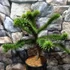 Kép 6/10 - Araucaria araucana - Chilei araukária