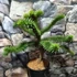 Kép 7/10 - Araucaria araucana - Chilei araukária