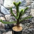 Kép 8/10 - Araucaria araucana - Chilei araukária