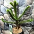 Kép 9/10 - Araucaria araucana - Chilei araukária