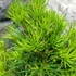 Kép 3/14 - Sciadopitys verticillata - Japán ernyőfenyő