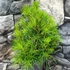 Kép 4/14 - Sciadopitys verticillata - Japán ernyőfenyő