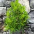 Kép 2/14 - Sciadopitys verticillata - Japán ernyőfenyő