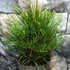Kép 5/14 - Sciadopitys verticillata - Japán ernyőfenyő