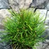 Kép 6/14 - Sciadopitys verticillata - Japán ernyőfenyő