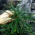 Kép 10/14 - Sciadopitys verticillata - Japán ernyőfenyő