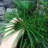 Kép 12/14 - Sciadopitys verticillata - Japán ernyőfenyő