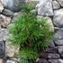 Kép 14/14 - Sciadopitys verticillata - Japán ernyőfenyő