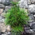 Kép 8/14 - Sciadopitys verticillata - Japán ernyőfenyő