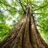 Kép 1/7 - Metasequoia glyptostroboides 'Goldrush' – kínai mamutfenyő