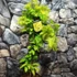 Kép 2/7 - Metasequoia glyptostroboides 'Goldrush' – kínai mamutfenyő