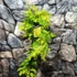 Kép 3/7 - Metasequoia glyptostroboides 'Goldrush' – kínai mamutfenyő