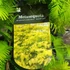 Kép 7/7 - Metasequoia glyptostroboides 'Goldrush' – kínai mamutfenyő