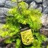 Kép 4/7 - Metasequoia glyptostroboides 'Goldrush' – kínai mamutfenyő