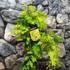 Kép 5/7 - Metasequoia glyptostroboides 'Goldrush' – kínai mamutfenyő