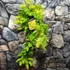 Kép 6/7 - Metasequoia glyptostroboides 'Goldrush' – kínai mamutfenyő