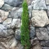 Kép 2/14 - Cupressus sempervirens 'Totem' - Európai ciprus