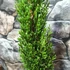 Kép 4/14 - Cupressus sempervirens 'Totem' - Európai ciprus