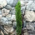 Kép 6/14 - Cupressus sempervirens 'Totem' - Európai ciprus