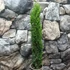 Kép 3/14 - Cupressus sempervirens 'Totem' - Európai ciprus