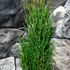 Kép 7/14 - Cupressus sempervirens 'Totem' - Európai ciprus