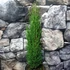 Kép 8/14 - Cupressus sempervirens 'Totem' - Európai ciprus