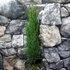Kép 9/14 - Cupressus sempervirens 'Totem' - Európai ciprus