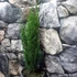 Kép 11/14 - Cupressus sempervirens 'Totem' - Európai ciprus