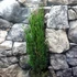 Kép 14/14 - Cupressus sempervirens 'Totem' - Európai ciprus