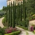 Kép 1/14 - Cupressus sempervirens 'Totem' - Európai ciprus
