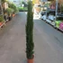 Kép 4/5 - Cupressus sempervirens 'Totem' - Európai ciprus