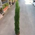 Kép 5/5 - Cupressus sempervirens 'Totem' - Európai ciprus